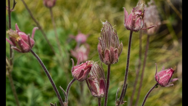 Geum triflorum Prairie Smoke, Geum triflorum