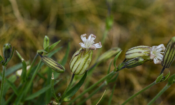 Silene douglasii Douglas Catchfly, Silene douglasii