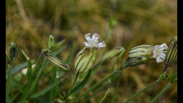 Silene douglasii Douglas Catchfly, Silene douglasii