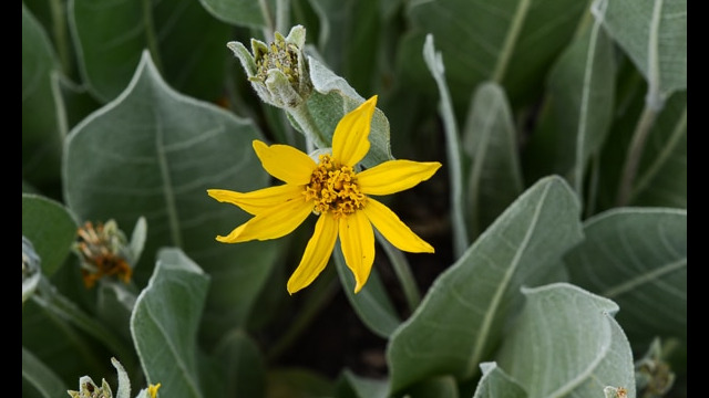 Wyethia mollis Woolly Mules Ears, Wyethia mollis