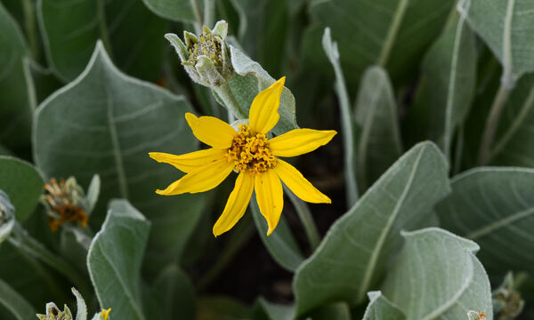 Wyethia mollis Woolly Mules Ears, Wyethia mollis