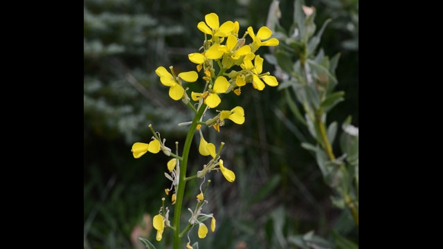 Unknown 9 Brassica