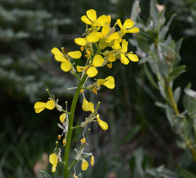 Unknown 9 Brassica
