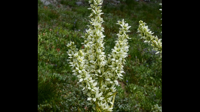 Veratrum californicum California Corn Lily, Veratrum californicum