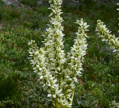 Veratrum californicum California Corn Lily, Veratrum californicum