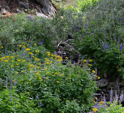 Round Top Lake trail down to Woods Lake