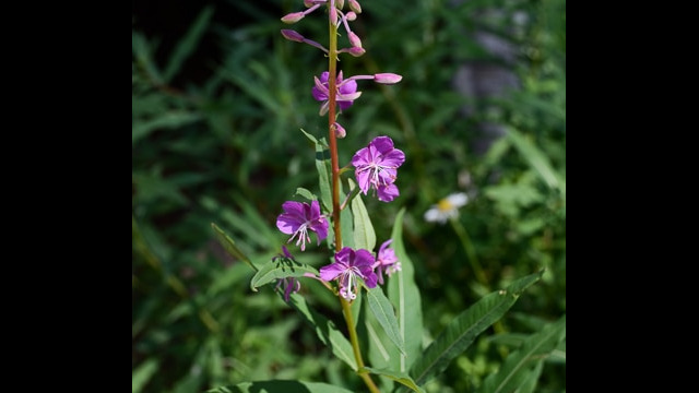 Chamerion angustifolium Fireweed, Chamerion angustifolium