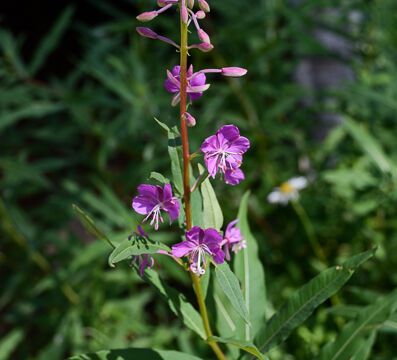 Chamerion angustifolium Fireweed, Chamerion angustifolium