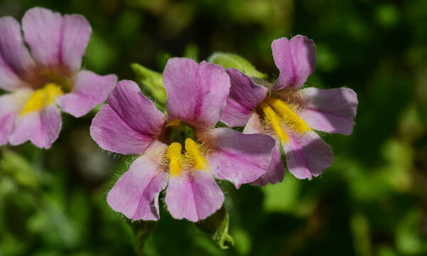 Erythranthe erubescens California blushing monkeyflower, Erythranthe erubescens