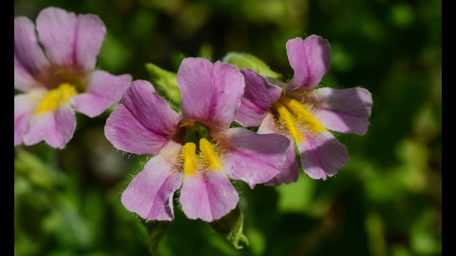 Erythranthe erubescens California blushing monkeyflower, Erythranthe erubescens