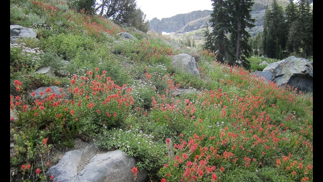 Paintbrush garden on the Woods Lake trail to Winnemucca Woods Lake to Winnemucca Lake, climbing along the stream on the higher end