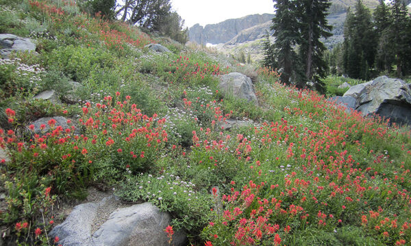 Paintbrush garden on the Woods Lake trail to Winnemucca Woods Lake to Winnemucca Lake, climbing along the stream on the higher end
