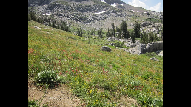 Woods Lake to Winnemucca Lake, climbing along the stream on the higher end