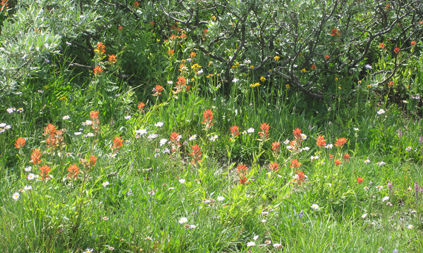 Flowers along trail from Winnemucca to Round Top Lake Winnemucca to Round Top Lake
