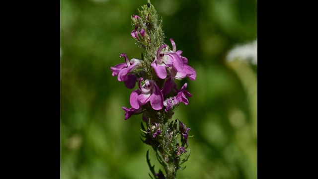 Pedicularis attollens Little Elephant Heads, Pedicularis attollens