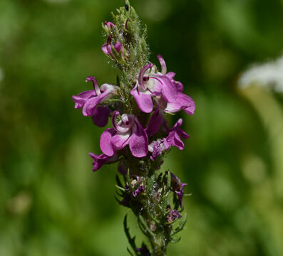 Pedicularis attollens Little Elephant Heads, Pedicularis attollens