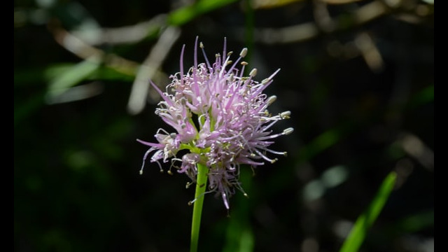 Swamp Onion Swamp Onion, Allium validum