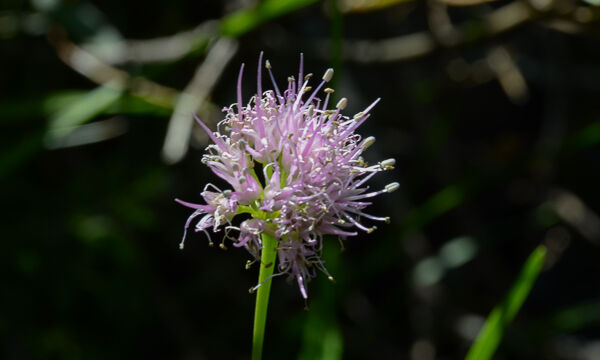 Swamp Onion Swamp Onion, Allium validum