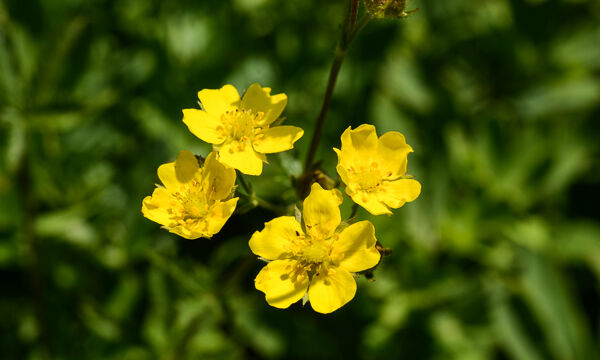 Potentilla drummondii Drummond's cinquefoil, Potentilla drummondii