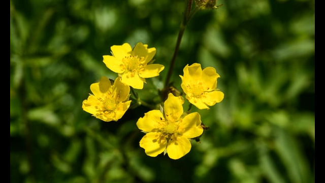 Potentilla drummondii Drummond's cinquefoil, Potentilla drummondii