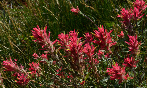 Castilleja miniata Scarlet Paintbrush, Castilleja miniata