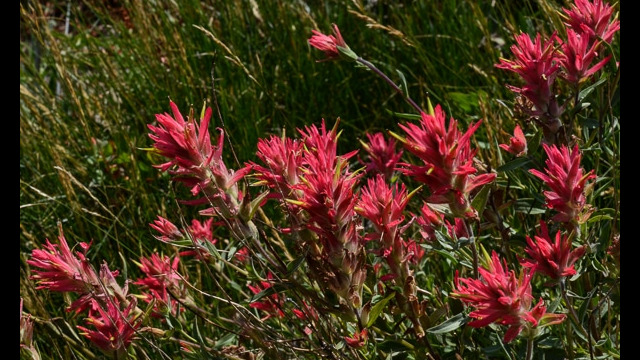 Castilleja miniata Scarlet Paintbrush, Castilleja miniata