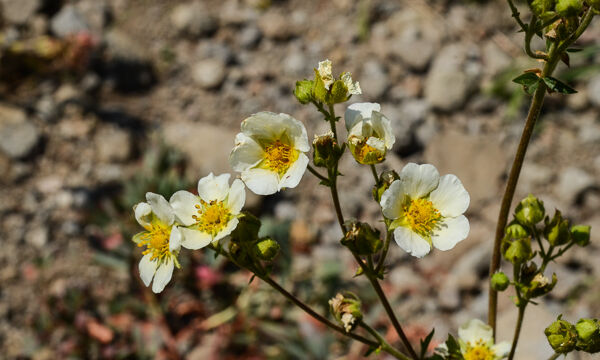 Drymocallis glandulosa Sticky Cinquefoil., Drymocallis glandulosa