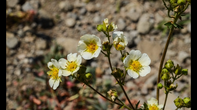 Drymocallis glandulosa Sticky Cinquefoil., Drymocallis glandulosa