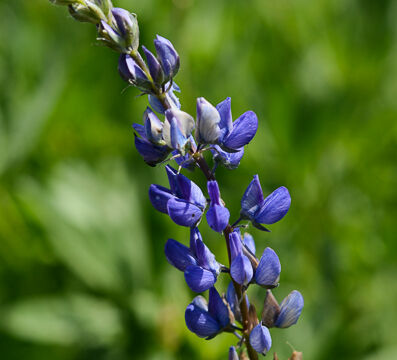 Lupine