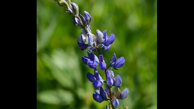 Lupine