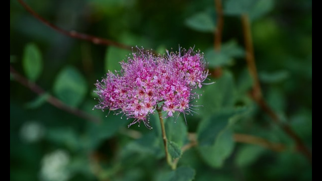 Meadow Sweet Spiraea densiflora