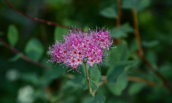 Meadow Sweet Spiraea densiflora