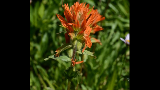 Castilleja sp Paintbrush, Castilleja sp