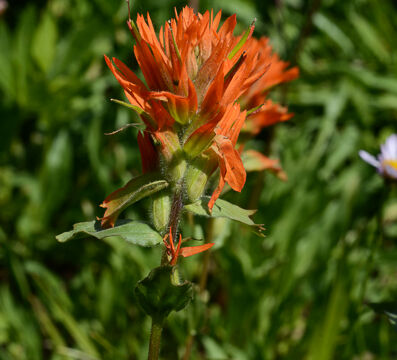 Castilleja sp Paintbrush, Castilleja sp