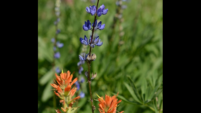 Paintbrush and Lupine