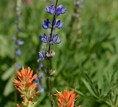 Paintbrush and Lupine