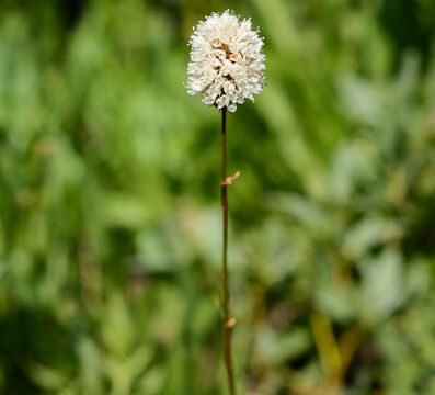 Polygonum bistortoides Western BIstort, Polygonum bistortoides