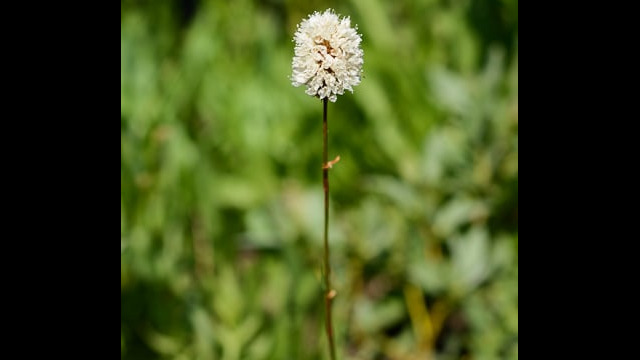 Polygonum bistortoides Western BIstort, Polygonum bistortoides