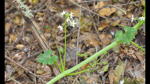 Marah fabacea California Manroot, Marah fabacea