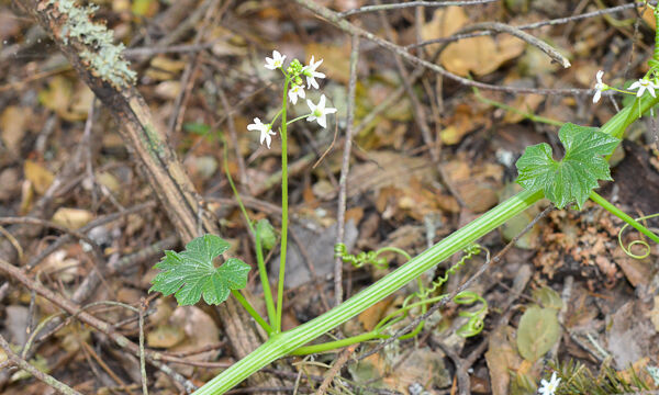 Marah fabacea California Manroot, Marah fabacea