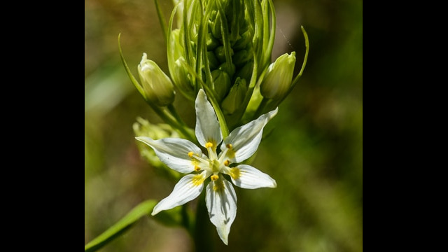Toxicoscordion fremontii Fremont's Star Lily, Toxicoscordion fremontii