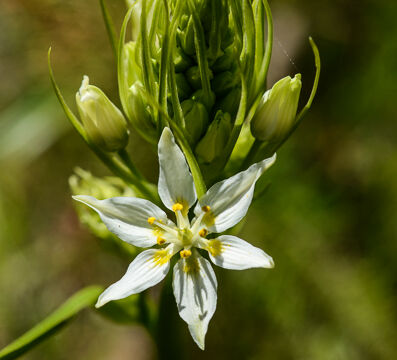 Toxicoscordion fremontii Fremont's Star Lily, Toxicoscordion fremontii