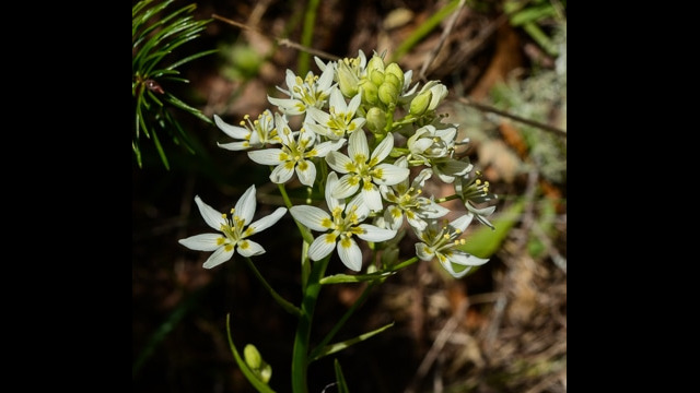 Toxicoscordion fremontii Fremont's Star Lily, Toxicoscordion fremontii