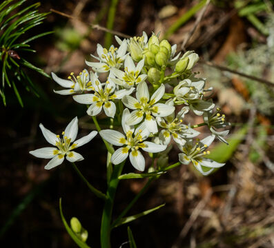 Toxicoscordion fremontii Fremont's Star Lily, Toxicoscordion fremontii