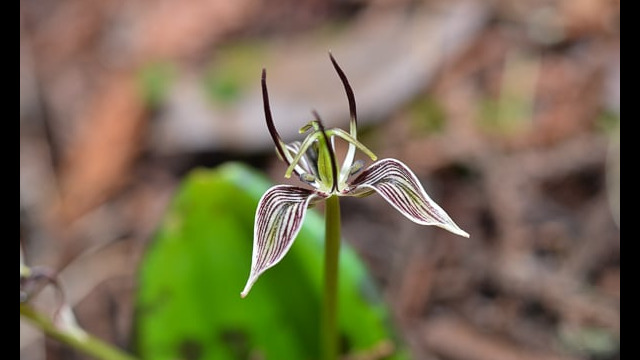 Scoliopus bigelovii Fetid Adder's Tongue, Scoliopus bigelovii