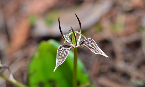 Scoliopus bigelovii Fetid Adder's Tongue, Scoliopus bigelovii