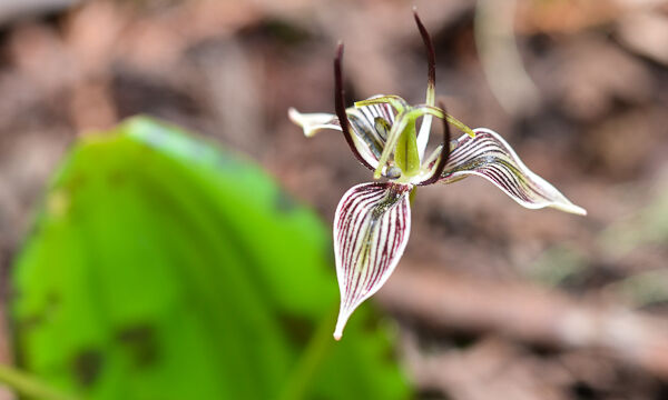Scoliopus bigelovii Fetid Adder's Tongue, Scoliopus bigelovii