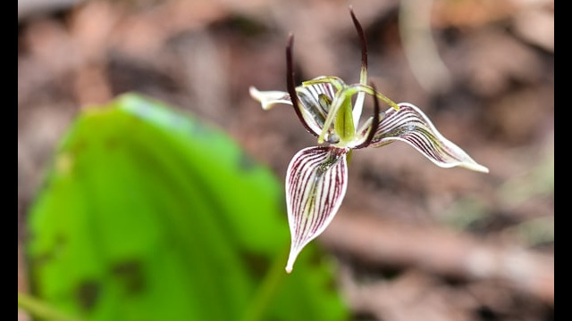 Scoliopus bigelovii Fetid Adder's Tongue, Scoliopus bigelovii