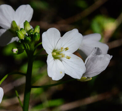 Cardamine californica Milkmaids, Cardamine californica