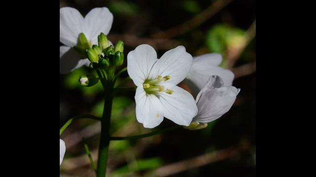 Cardamine californica Milkmaids, Cardamine californica